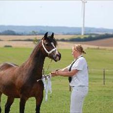 Welsh Pony (sec B) Haymos Surprise