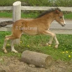 Welsh Pony (sec B) Haymos Surprise