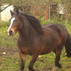 Welsh Pony (sec B) Haymos Surprise