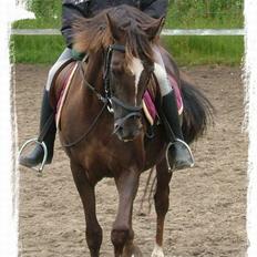 Anden særlig race Lady Papaya 