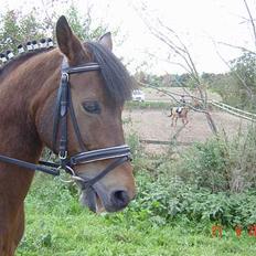 Anden særlig race Prins