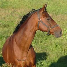 Dansk Varmblod Cisselstern Egeris