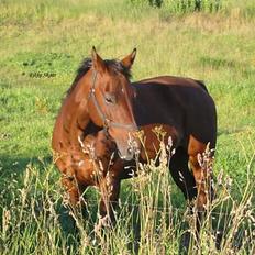Dansk Varmblod Cisselstern Egeris