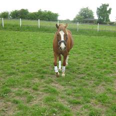 Welsh Pony af Cob-type (sec C) Æh: Jacki Jarn