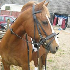 Welsh Pony af Cob-type (sec C) Æh: Jacki Jarn