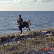 Anden særlig race Plaisir SOLGT