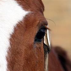 Dansk Varmblod cistel