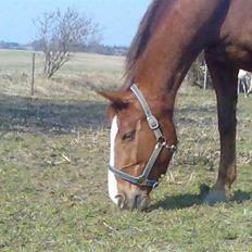 Dansk Varmblod cistel