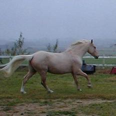 Palomino Adeno