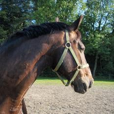 Oldenborg Tarzan Anholm