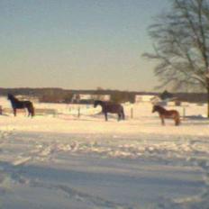 Oldenborg Tarzan Anholm