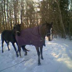 Oldenborg Tarzan Anholm