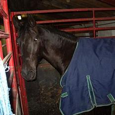 Anden særlig race Blackie(black beauty)