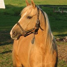 Palomino Soles Amigo
