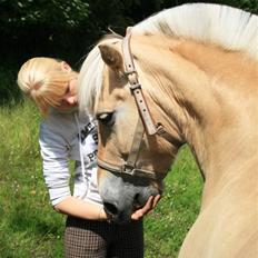 Fjordhest Funny - R.I.P <3