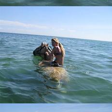 Fjordhest Funny - R.I.P <3