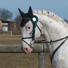 Knabstrupper Zeus R.I.P