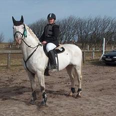 Knabstrupper Zeus R.I.P