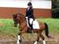 New Forest Moorland's Rondale *Død* - Ronni <3