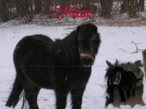 Shetlænder Ø.B's  Musse - 2005  -  Musse billede 1