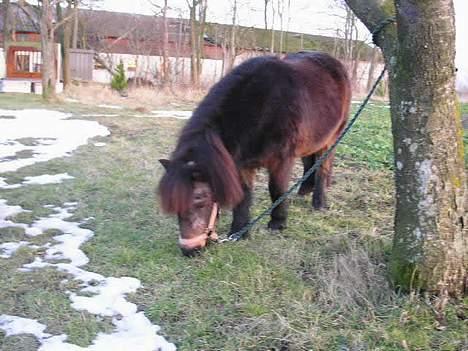 Shetlænder Ø.B's  Musse - 2005 - Solen skinner , det bare dejligt billede 2