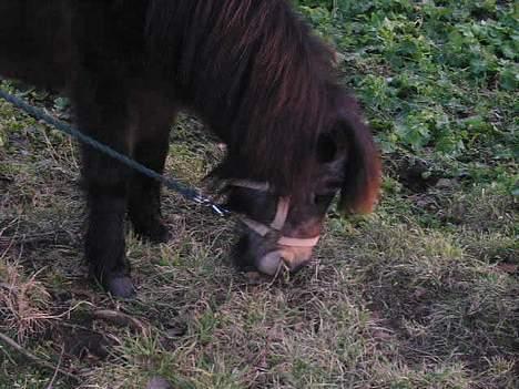 Shetlænder Ø.B's  Musse - 2005 - Mums, græææs billede 3