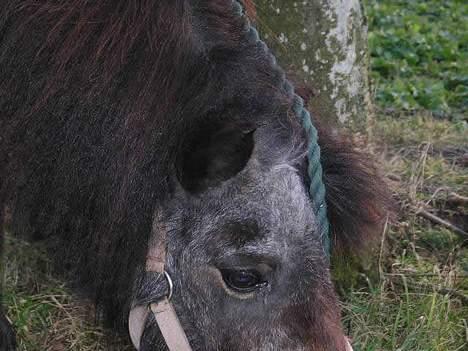 Shetlænder Ø.B's  Musse - 2005 - Hej hej billede 4