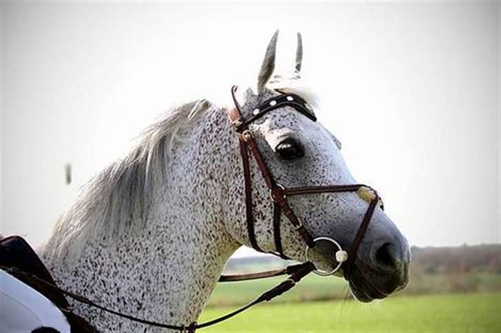 Arabisk fuldblod (OX) Meksikana OX (SOLGT) - Skridter varm, stævne (Foto: Christina T. Andersen) billede 1