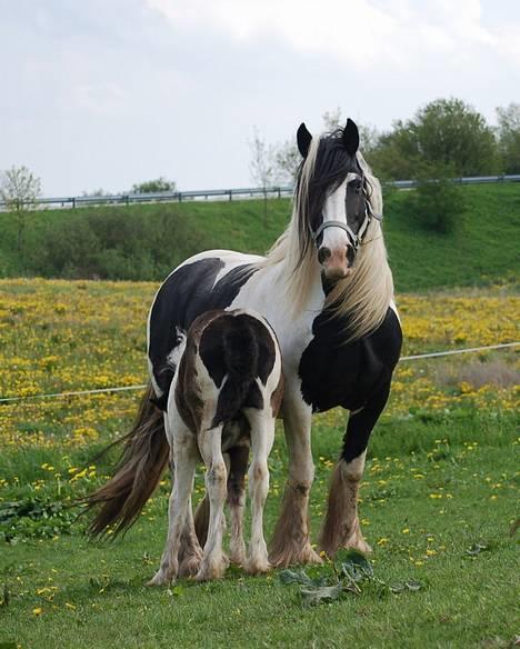 Irish Cob Axelvedgård's Jezebel billede 3