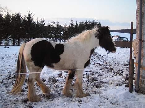 Irish Cob Axelvedgård's Jezebel billede 4