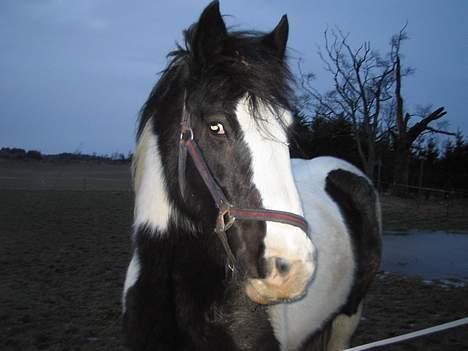 Irish Cob Axelvedgård's Jezebel billede 6