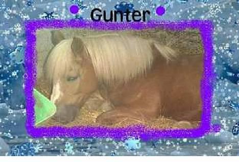 Jyde Gunter død:´( - gunter sover billede 7