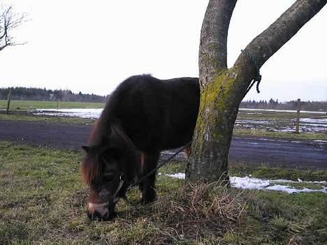 Shetlænder Ø.B's  Musse - 2005 - Musse der nyder det gode vejr billede 5