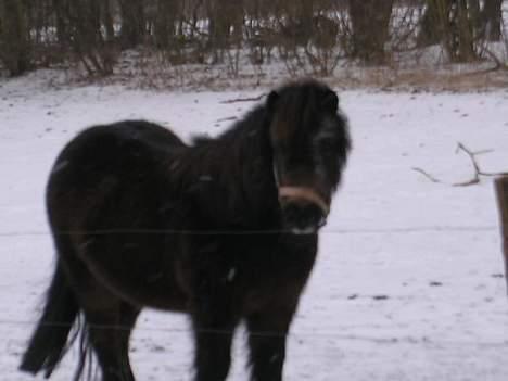 Shetlænder Ø.B's  Musse - 2005 - Æv så skal jeg vidst ind, så må jeg ikke lege mere i sneen for i dag billede 6
