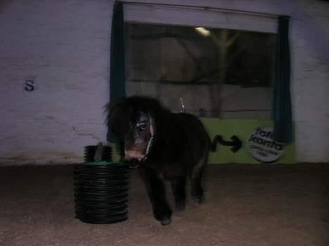 Shetlænder Ø.B's  Musse - 2005 - Hehe, nu skal der drilles. Løber bare udenom *G* billede 7