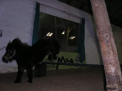 Shetlænder Ø.B's  Musse - 2005 -  Hvor blev den fotograf lige af...... ? billede 8