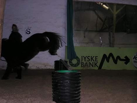 Shetlænder Ø.B's  Musse - 2005 - Fotografen er virkelig langsom sys jeg... *G* billede 9