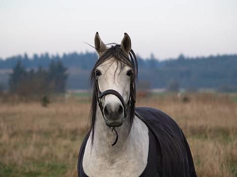 Arabisk fuldblod (OX) Pashas EnaYa OX R.I.P. - Ikk så godt taget og hun havde heller ikk været :s billede 3
