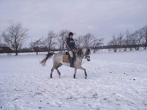 Arabisk fuldblod (OX) Pashas EnaYa OX R.I.P. - Samme dag heller ikk så go igen... billede 4