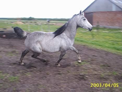 Arabisk fuldblod (OX) Pashas EnaYa OX R.I.P. - Hun er pæn glad her!! Hehe ;) billede 5