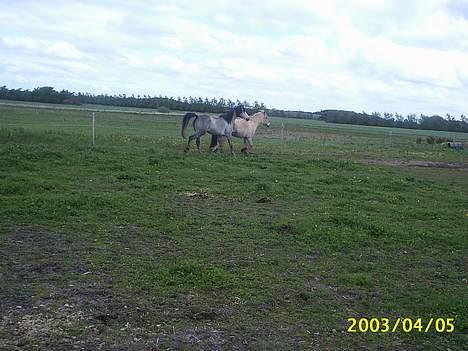 Arabisk fuldblod (OX) Pashas EnaYa OX R.I.P. - Her går hun pæn godt... billede 7