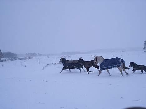 Arabisk fuldblod (OX) Pashas EnaYa OX R.I.P. billede 8