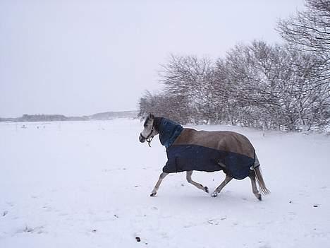 Arabisk fuldblod (OX) Pashas EnaYa OX R.I.P. billede 9