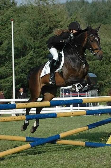 Dansk Varmblod Østergårds Chausette (Udlånt) billede 1