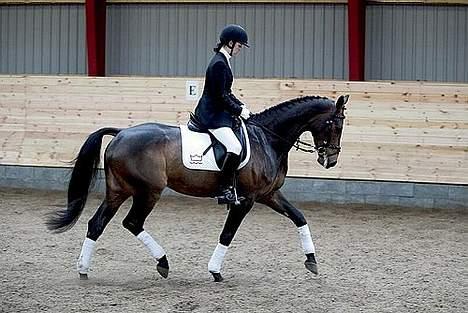 Dansk Varmblod Østergårds Chausette (Udlånt) billede 2