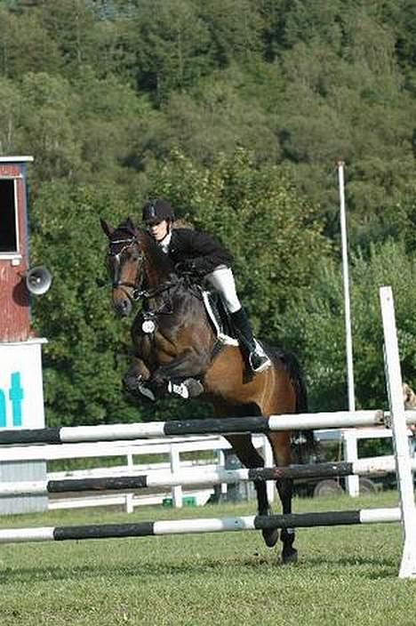 Dansk Varmblod Østergårds Chausette (Udlånt) billede 4