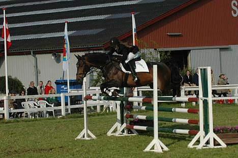 Dansk Varmblod Østergårds Chausette (Udlånt) billede 5