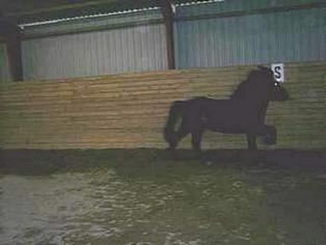 Islænder Svartur fra Tingvad - lækre hest.  billede 5