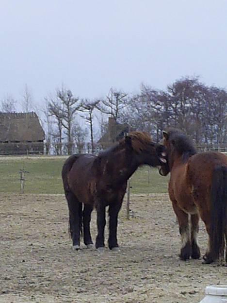 Islænder Svartur fra Tingvad - min vinter´bamse :) billede 6