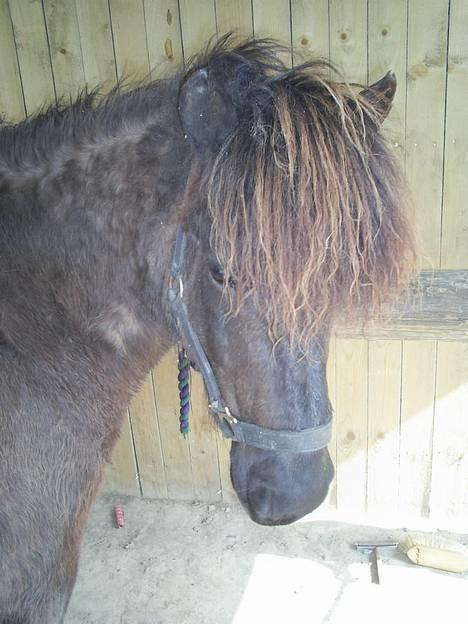 Islænder Svartur fra Tingvad - Tingvad hesten.  billede 7
